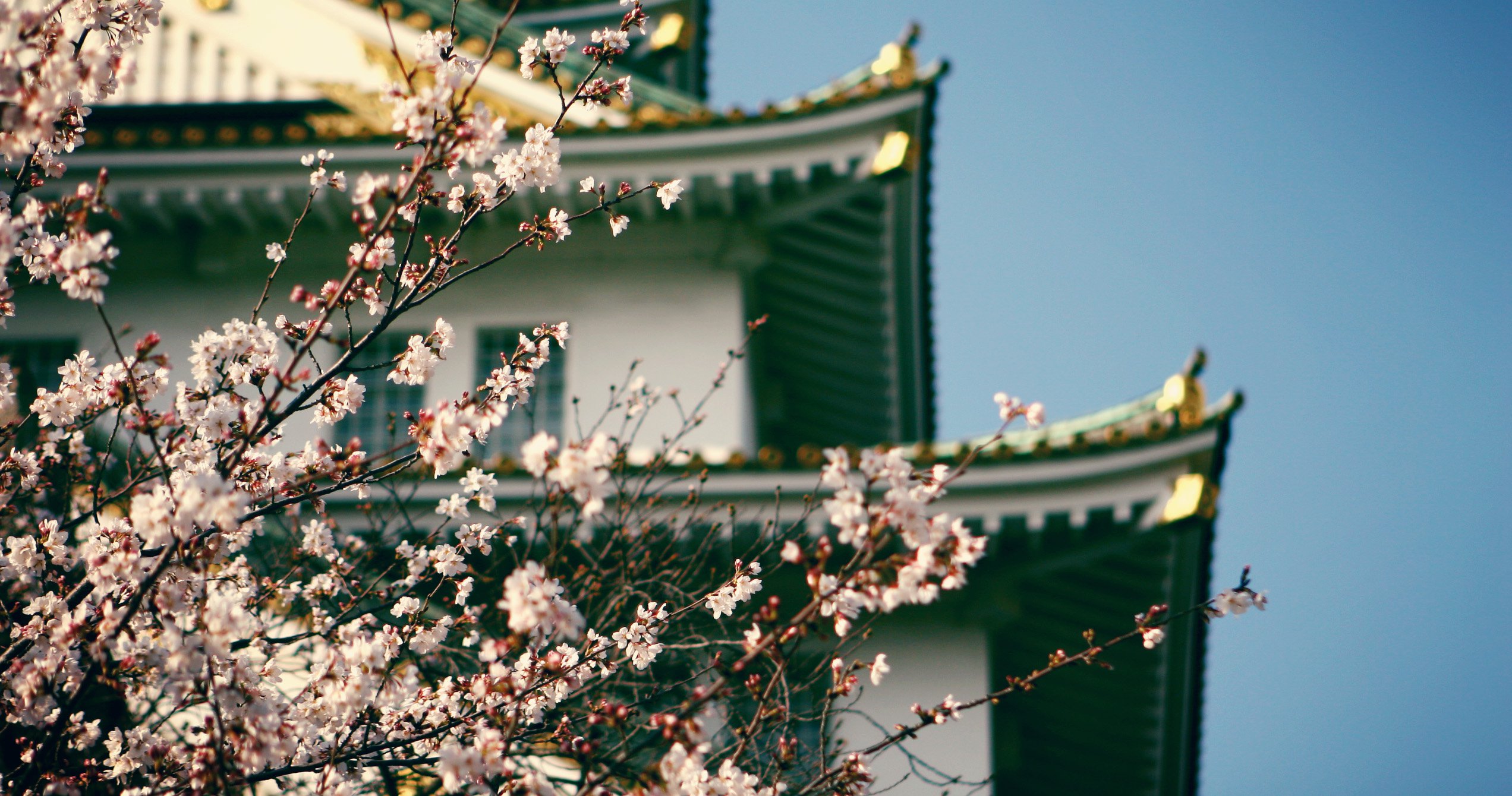 Osaka Japan cherry blossom